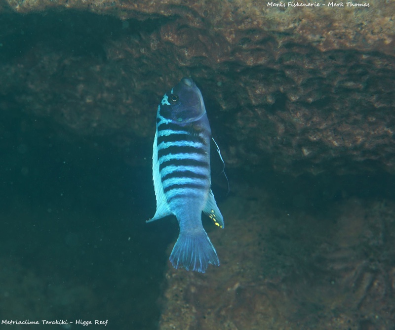 Maylandia tarakiki 'Higga Reef'